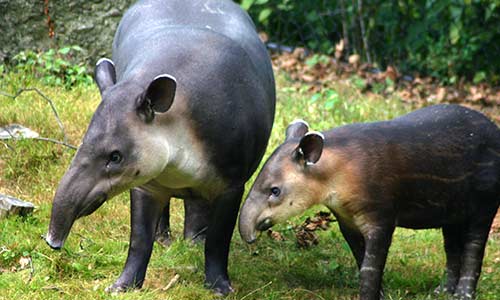 Baird's tapir